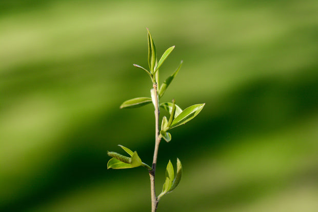 Banner image for: <h2></h2><h2></h2><h2></h2><h2></h2><h2>Our commitment to Sustainability.</h2>