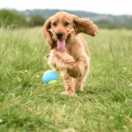 Doggy Welcome Bag